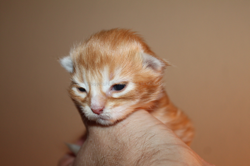 3-de-leluca-Nala-1-Woche-IMG_6928