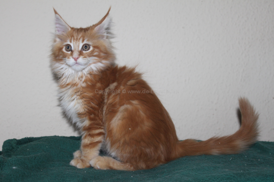 3-de-leluca-Pepper-11-Wochen-IMG_8817