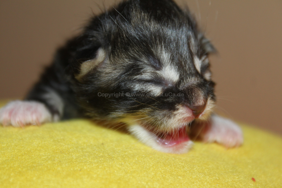 6-de-leluca-Satchmo-01-Tage-IMG_8036