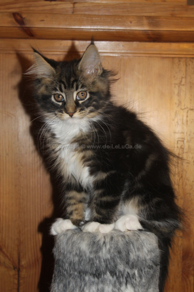 6-de-leluca-Satchmo-12-Wochen-IMG_8865